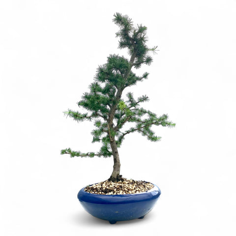 Bonsai Larix kaempferi - LS93351