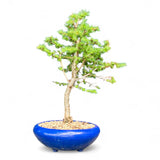 Bonsai Larix kaempferi - LS93378