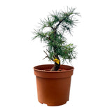 Larix bonsai yamadori-LS180