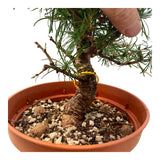 Larix bonsai yamadori-LS180