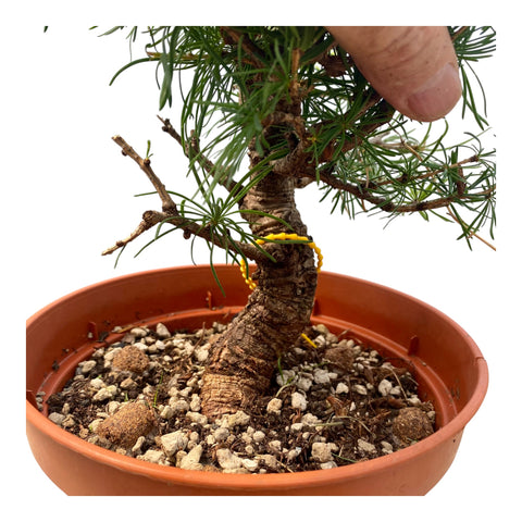 Larix bonsai yamadori-LS180