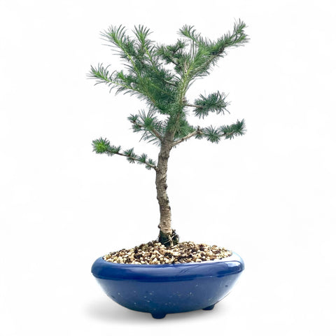 Bonsai Larix kaempferi - LS93352