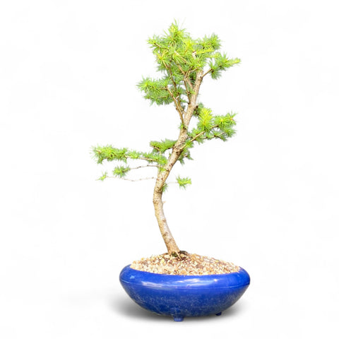 Bonsai Larix kaempferi - LS93379