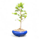 Bonsai Larix kaempferi - LS93379