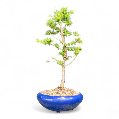 Bonsai Larix kaempferi - LS93379