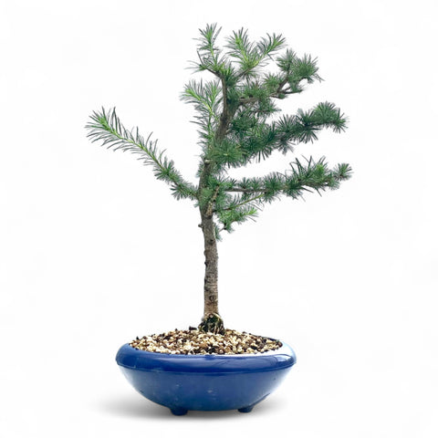 Bonsai Larix kaempferi - LS93352