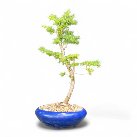 Bonsai Larix kaempferi - LS93379