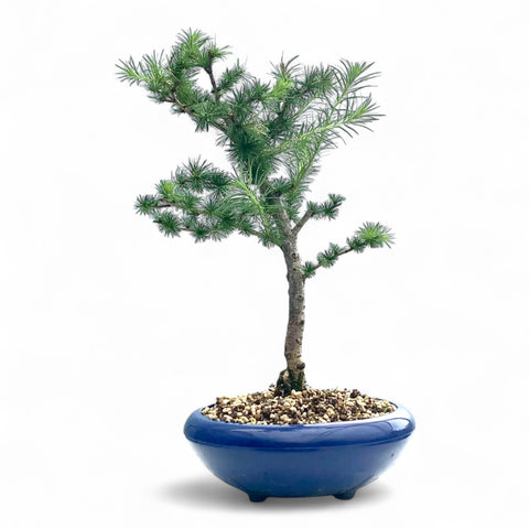 Bonsai Larix kaempferi - LS93352