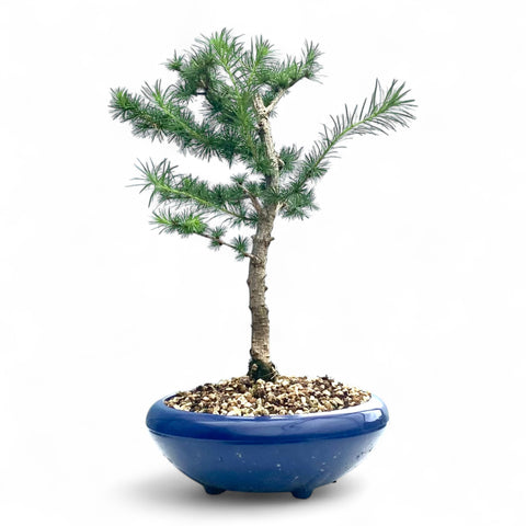 Bonsai Larix kaempferi - LS93352