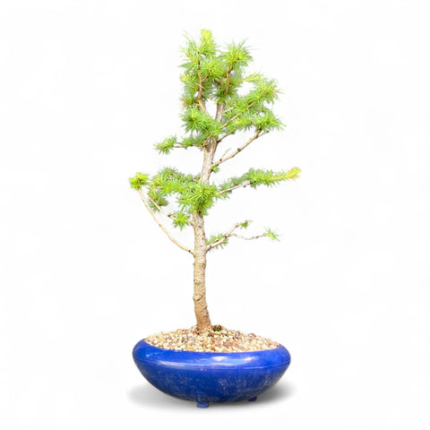 Bonsai Larix kaempferi - LS93379