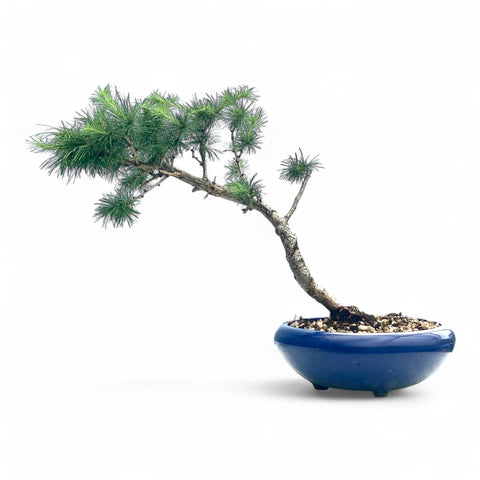 Bonsai Larix kaempferi - LS93353