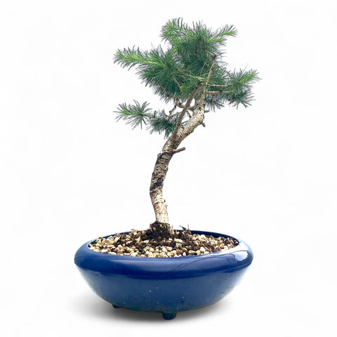Bonsai Larix kaempferi - LS93353