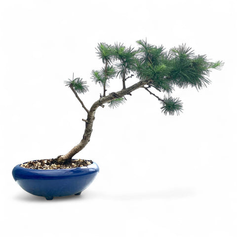 Bonsai Larix kaempferi - LS93353