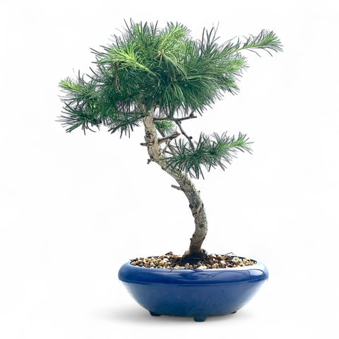Bonsai Larix kaempferi - LS93353