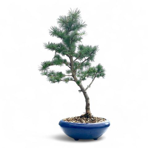 Bonsai Larix kaempferi - LS93354