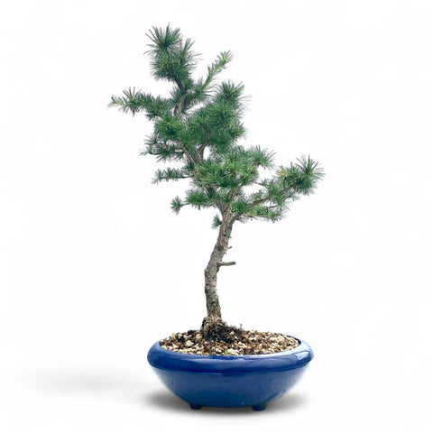 Bonsai Larix kaempferi - LS93354