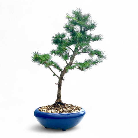 Bonsai Larix kaempferi - LS93354