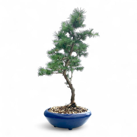 Bonsai Larix kaempferi - LS93354