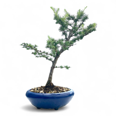 Bonsai Larix kaempferi - LS93300