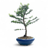 Bonsai Larix kaempferi - LS93300