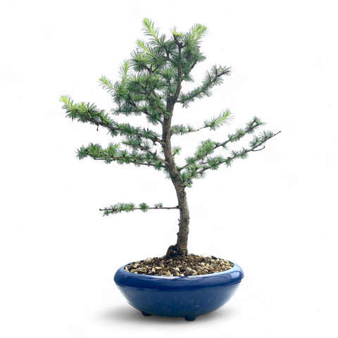 Bonsai Larix kaempferi - LS93300