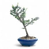 Bonsai Larix kaempferi - LS93300