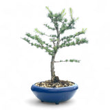 Bonsai Larix kaempferi - LS93300