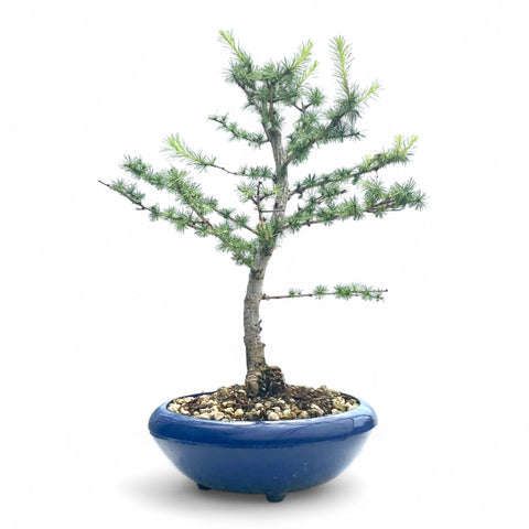 Bonsai Larix kaempferi - LS93300