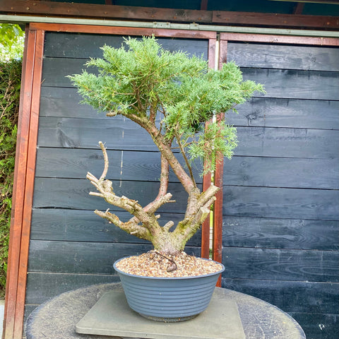 Bonsai Juniperus horizontalis - LS93355