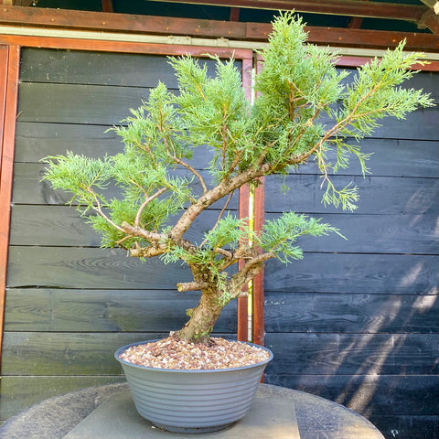 Bonsai Juniperus horizontalis - LS93356