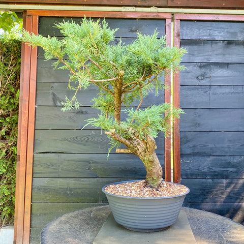 Bonsai Juniperus horizontalis - LS93356