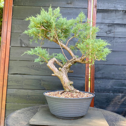 Bonsai Juniperus horizontalis - LS93356