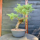 Bonsai Juniperus horizontalis - LS93356