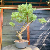 Bonsai Juniperus horizontalis - LS93357