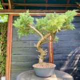Bonsai Juniperus horizontalis - LS93357