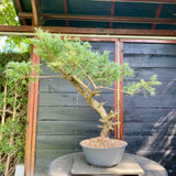 Bonsai Juniperus horizontalis - LS93357