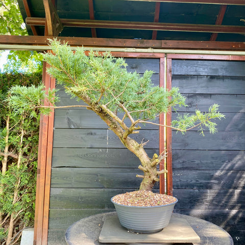 Bonsai Juniperus horizontalis - LS93357