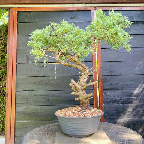 Bonsai Juniperus horizontalis - LS93357
