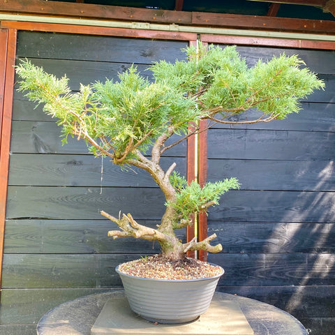 Bonsai Juniperus horizontalis - LS93358