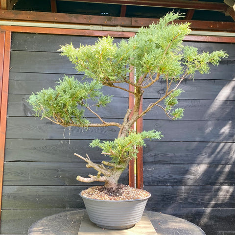 Bonsai Juniperus horizontalis - LS93358