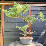 Bonsai Juniperus horizontalis - LS93358