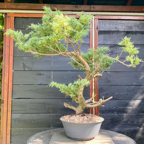 Bonsai Juniperus horizontalis - LS93358