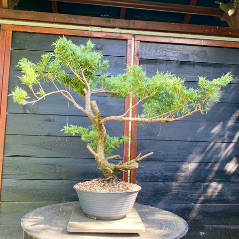 Bonsai Juniperus horizontalis - LS93358