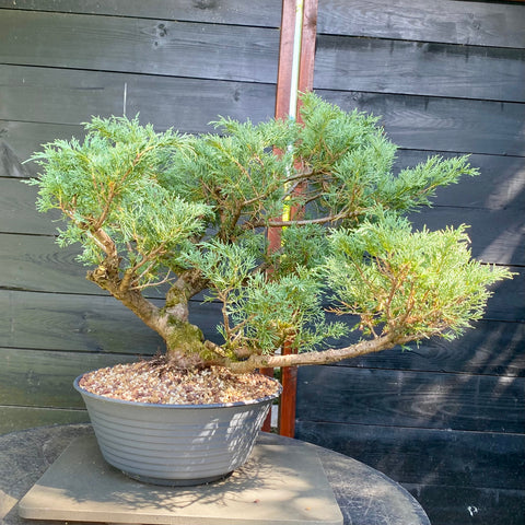 Bonsai Juniperus horizontalis - LS93359