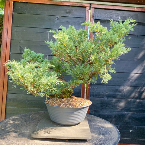 Bonsai Juniperus horizontalis - LS93359