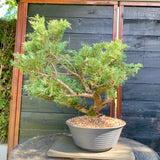 Bonsai Juniperus horizontalis - LS93359