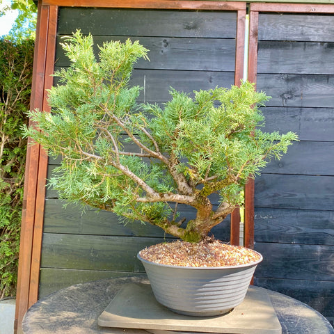 Bonsai Juniperus horizontalis - LS93359