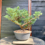Bonsai Juniperus horizontalis - LS93359