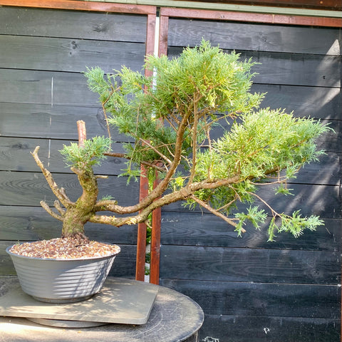 Bonsai Juniperus horizontalis - LS93320