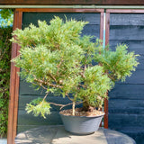 Bonsai Juniperus horizontalis - LS93320